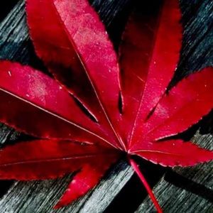 Meet your Posher, Carlos